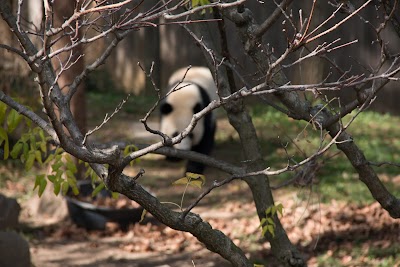 Giant Panda Cam