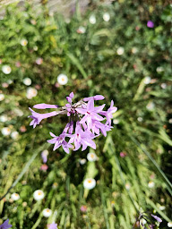 Photo n°11 de Lainé Horticulture à Guimaëc (Jardinerie)