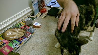 Photos of Cairo Animal Hospital