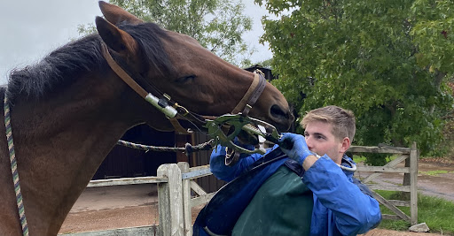Steven Moseley Equine Dental Services - Thumbnail