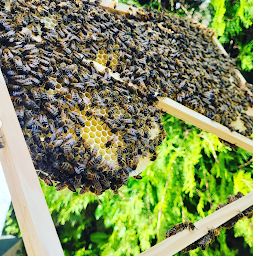 Photo n°19 de Moueffek Apiculture - Apiculteur artisanal à Montereau fault yonne à Montereau-Fault-Yonne (Épicerie fine)