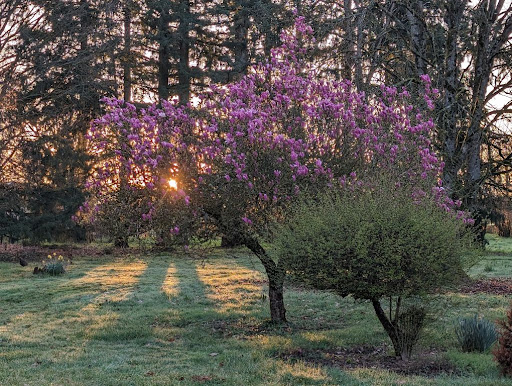 Photo de Domaine de la Flandrine à Dompierre-sur-Veyle (01240)