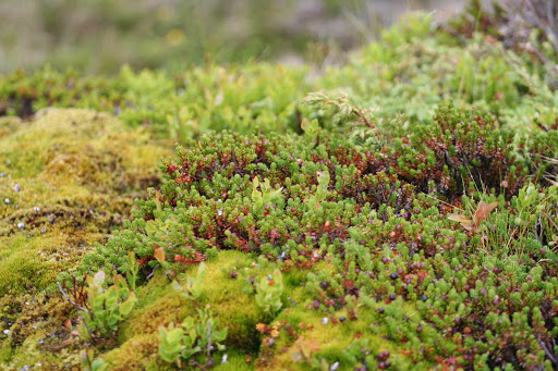 Laboratorium Zasobów Elżbieta Mińkowska, psychoterapia CBT, terapia schematu, superwizja