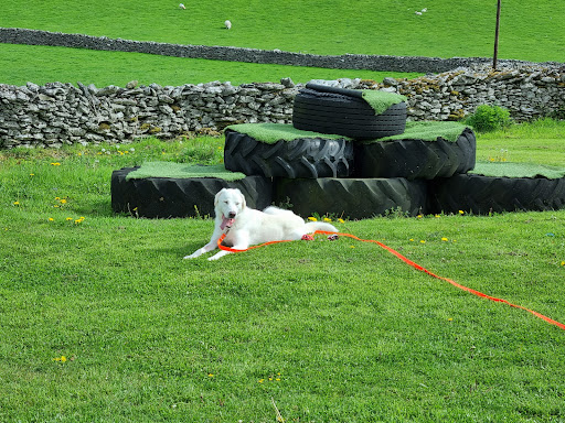 Grassgarth Boarding Kennels - Thumbnail