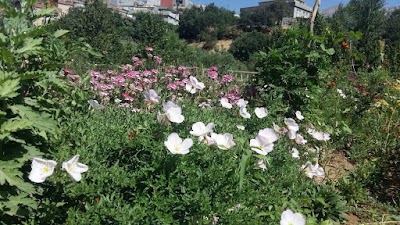 Photos of Chapk Park باخچەی چەپک