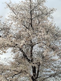 埼玉県営和光樹林公園