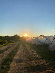 Photo n°9 de Fraises de Ty-Néol - Claude Rolland à Loperhet (Primeur)