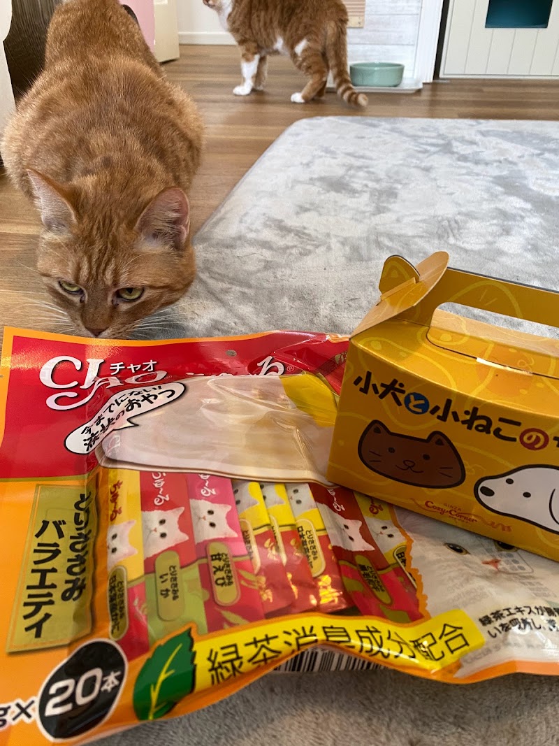 猫カフェNEKOTAMA-minimum