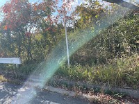 庭木の伐採119番【剪定・伐採】