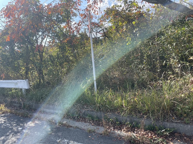 庭木の伐採119番【剪定・伐採】