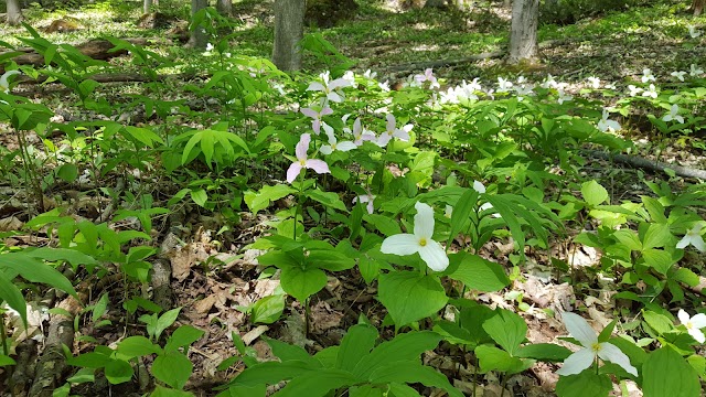 Mono Cliffs Provincial Park