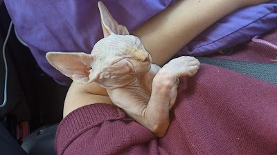 Lovely Sphynx