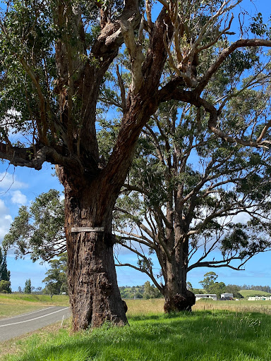 Snowy River Waterwatch Walk - Thumbnail
