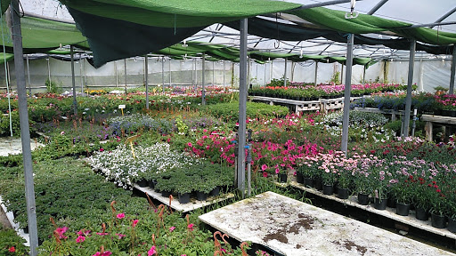 Alba Garden Center - Thumbnail