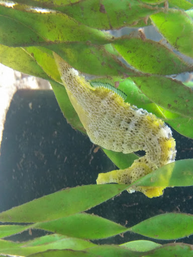Smithsonian Marine Station Gallery - United States