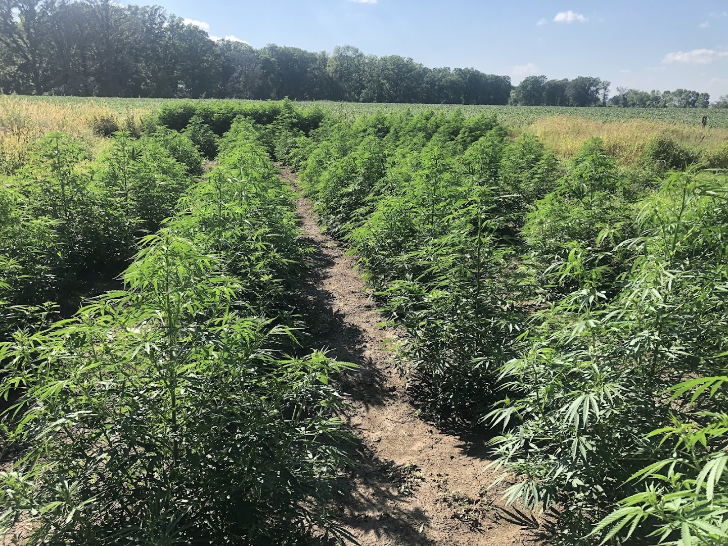 Watchtower Dispensary photo 2