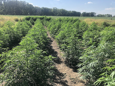 Photo of Watchtower Dispensary