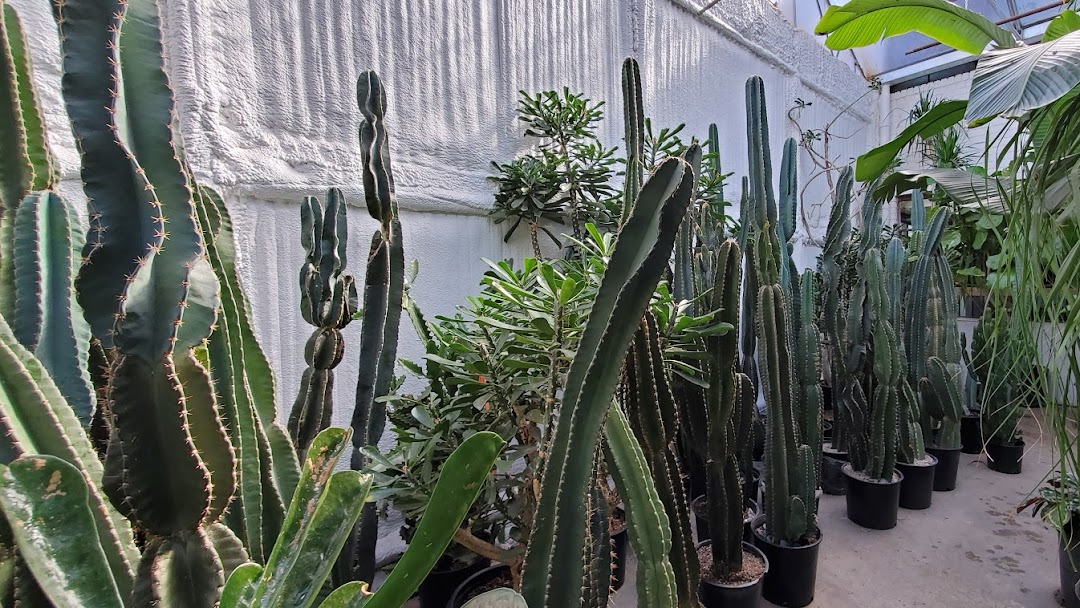 Interior Foliage Design Plant Nursery in Queens