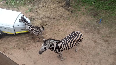 Photos of Big Tuskers Bushcamp