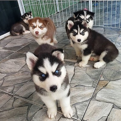 Siberian Husky Puppies For Sale |Adoption | Noble Siberian Huskies