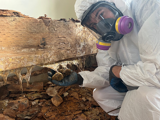 Kauai Mold Removal Gallery - United States