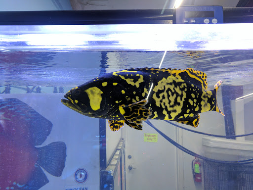 Aquatic N Exotic Inc. - Thumbnail