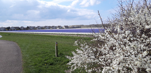 Amateurtuindersvereniging Ooghduyne - Thumbnail