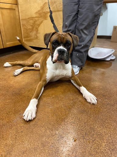 Veterinary Outpatient Surgical Center - Thumbnail