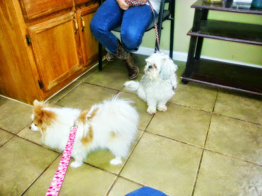 Animal's Choice Veterinary Clinic - Thumbnail