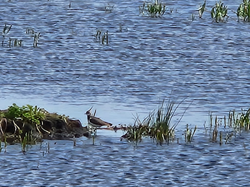 Catcott Complex Nature Reserve - Thumbnail