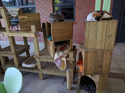Photos of Coffee Cats.
