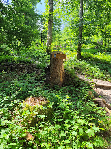 Bären/Der sagenhafte-Bergwald - Thumbnail