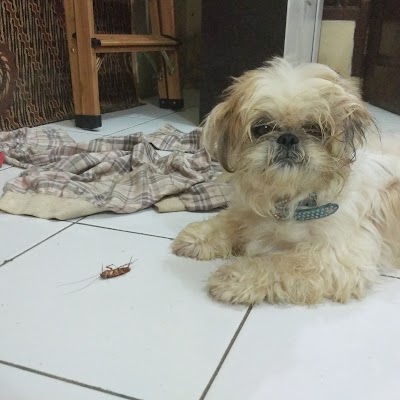 Photos of Animal Clinic Depok