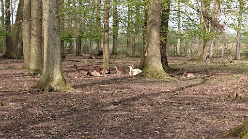 Wildpark Hamm - Thumbnail