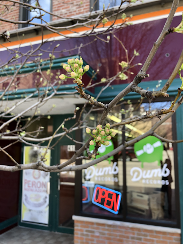 Dumb Records by null