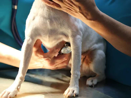 Clínica Veterinària Son Ferrer C.B.