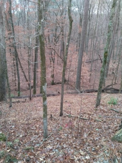 Forestry ( Cleburne County )