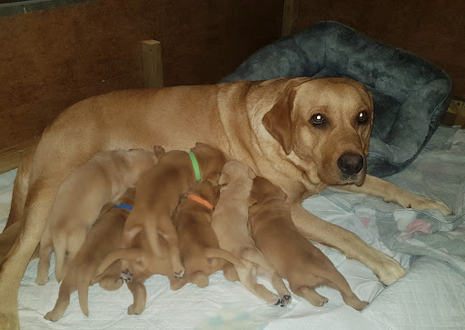 Good Dog Club - Thumbnail