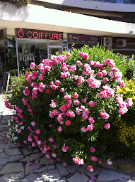 Photo n°2 de Ô Coiffure à Nice (Salon de coiffure)