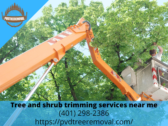 Tree Service Near Me