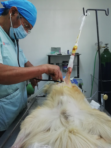 Hospital Veterinario Reforma