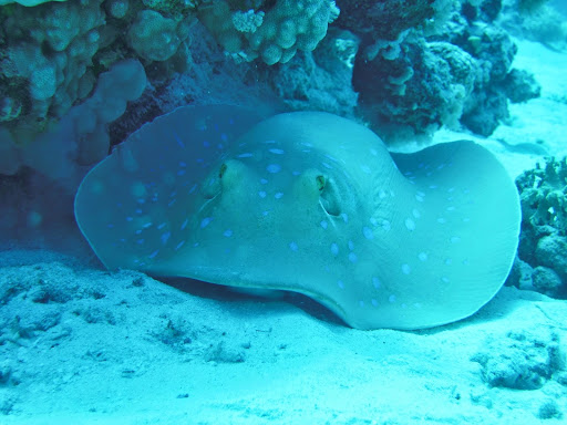 Ds Tours - Dive And See - Thumbnail