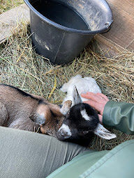 Photo n°8 de Family Ferme à Haut-du-Them-Château-Lambert (Ferme à visiter)