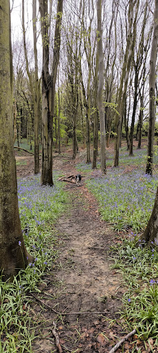 Barnsdale Wood Rutland Water - Thumbnail
