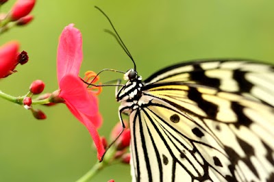 Photos of Mariposario Nosara