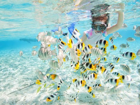Snorkelling In Langkawi : Pulau Payar Marine Park With Lunch From Langkawi 2021 / If you are planning an upcoming dive trip or travelling to langkawi island, it is a really good idea to invest in travel insurance for scuba diving, because you never know what.