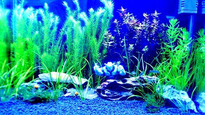 Photos of Joloj Aquatic Bangladesh