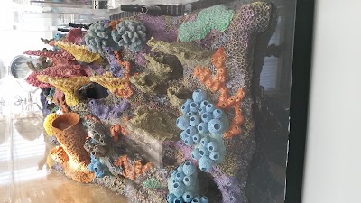 Dream Marine Aquarium Services