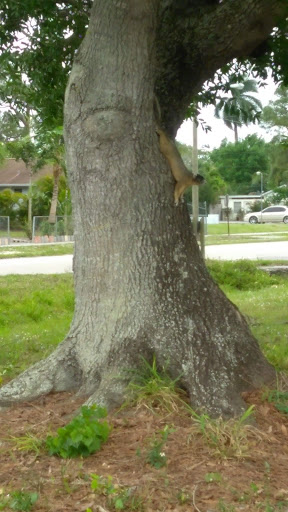 Indiantown Chamber of Commerce - Thumbnail