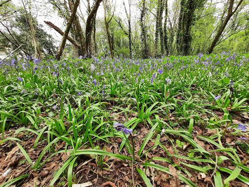 Vincients Wood - Thumbnail
